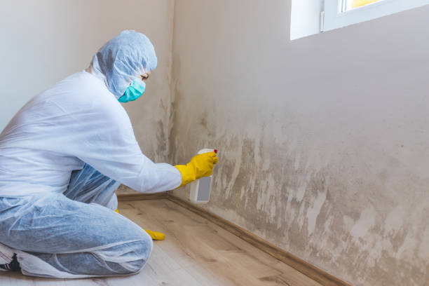 Licensed Mold Remediation service in Wynnewood, PA - WQB Mold Removal